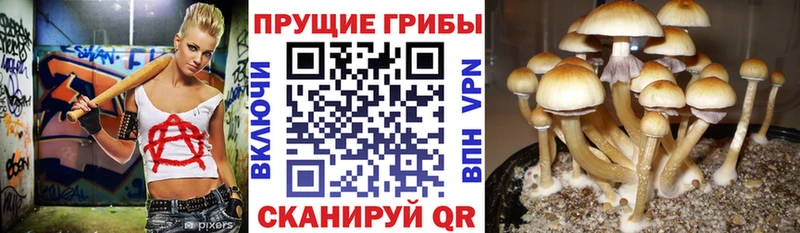 где продают наркотики  Баймак  Галлюциногенные грибы Psilocybine cubensis 